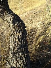 Heteropterys byrsonimifolia