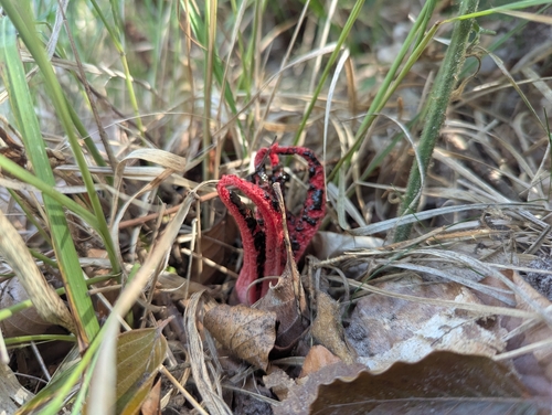 devil's-fingers