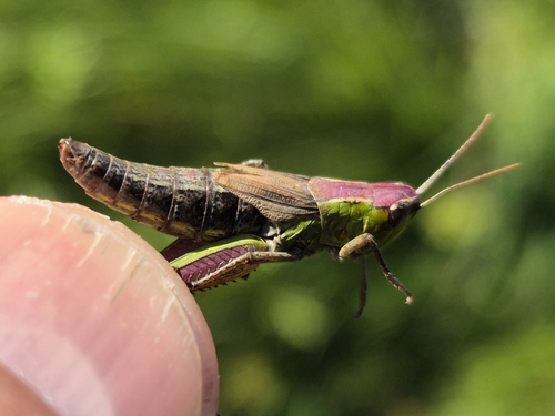 Meadow Grasshopper