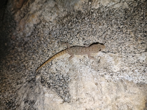 Kotschy's Gecko