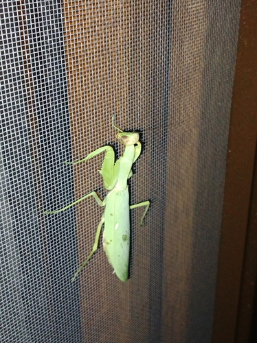 Transcaucasian Giant Mantis