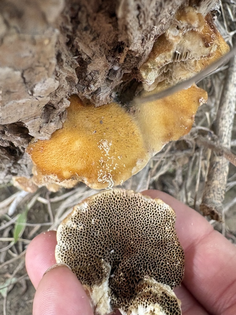 Coriolopsis trogii · September 2026 · photo: Photo: (c) ewasiukb, some rights reserved (CC BY) · iNaturalist