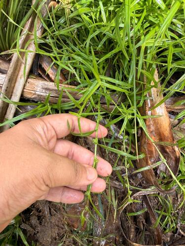 Diplacrum caricinum observed 2026-09-17
