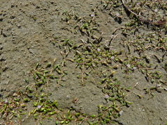 Glossostigma elatinoides