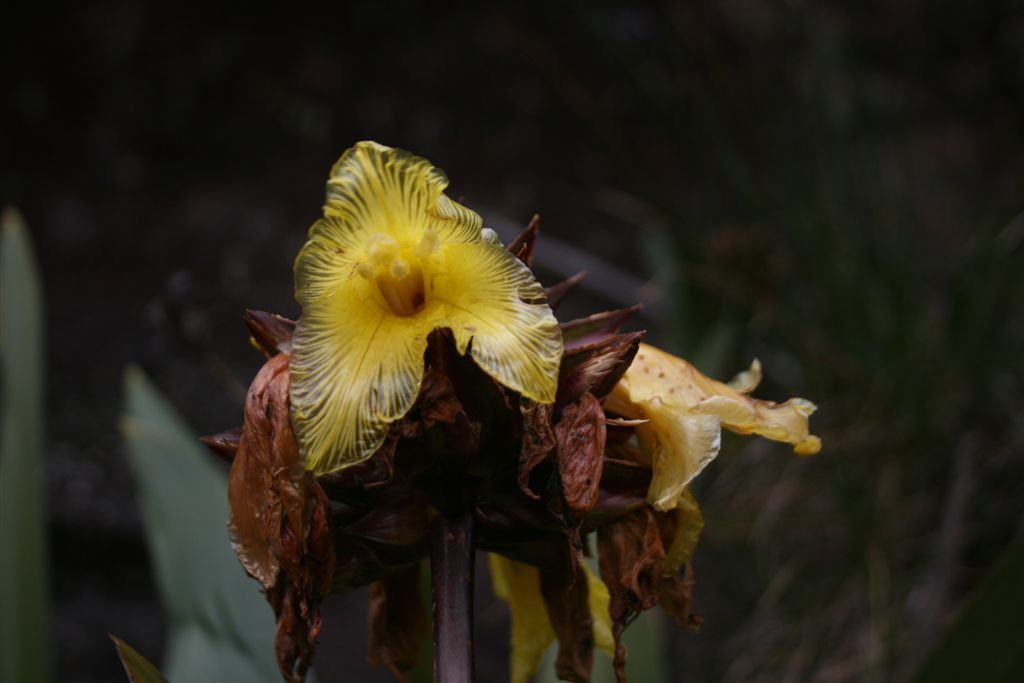 Orectanthe sceptrum