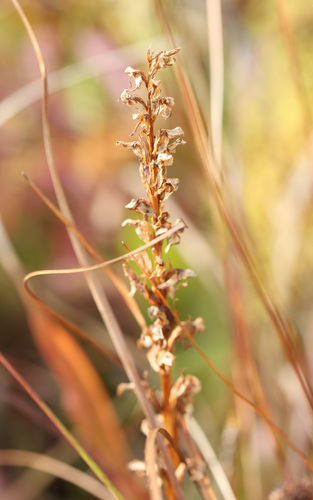 Platanthera dilatata observed 2026-09-26