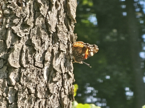 Red Admiral