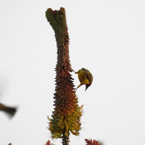 Uitenhage aloe (Aloe africana)
