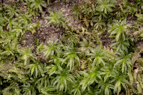 Atrichum androgynum observed 2026-09-28