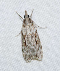 Scoparia plagiotis