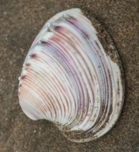Pitar lupinaria observed 2026-09-24