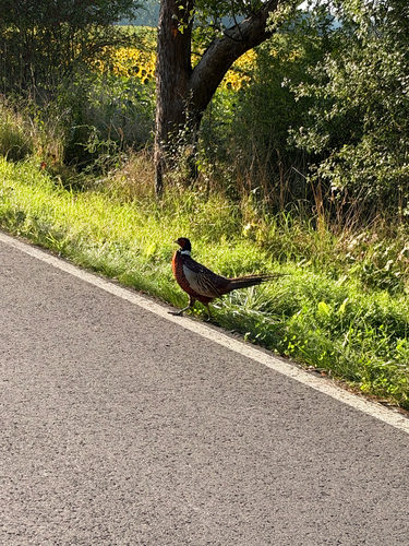 Ring-necked Pheasant