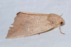 Mnesampela heliochrysa