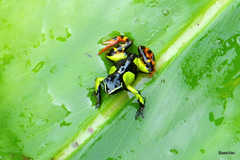 Mantella baroni