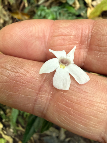 Brunoniella spiciflora, 2026-09-28
