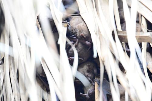 Scotophilus kuhlii observed 2026-09-25