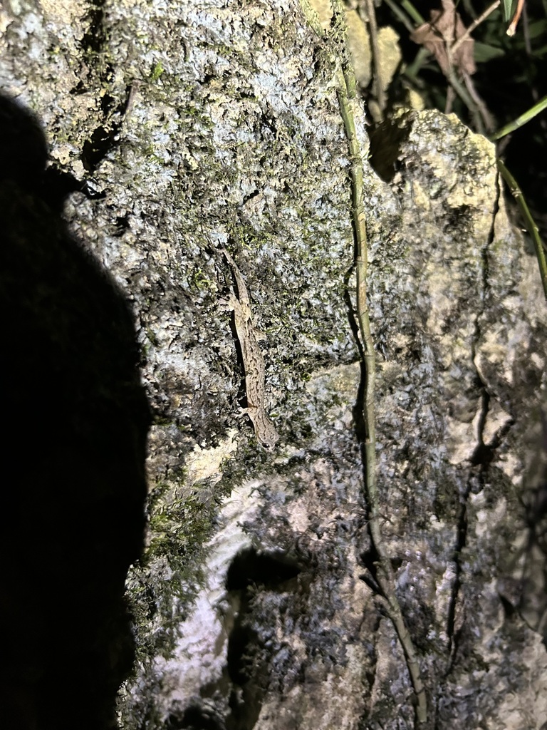 Zug's Slender Gecko