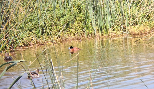 iNaturalist image