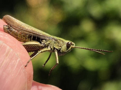 Steppe Grasshopper