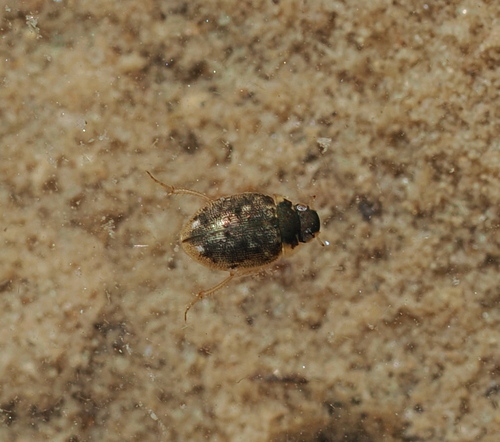 Laccobius observed 2026-09-26