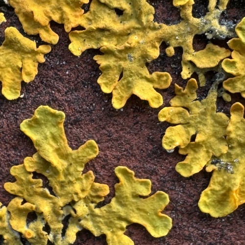 Common Sunburst Lichen