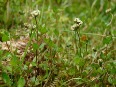 Gonocarpus aggregatus