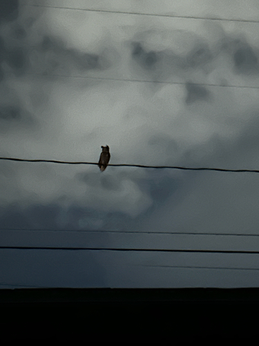 Great Horned Owl