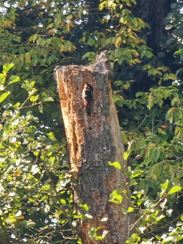 Great Spotted Woodpecker