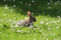 Oryctolagus cuniculus