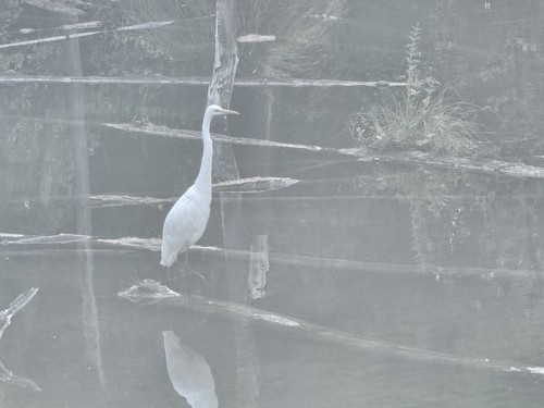 Great Egret
