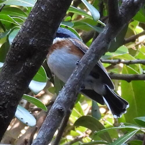 iNaturalist image
