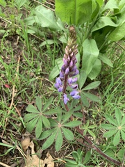 Lupinus perennis