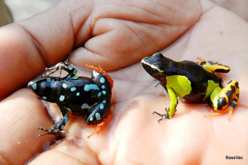 Baron's Mantella