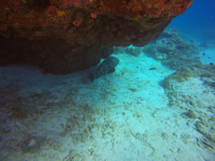 Epinephelus
