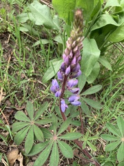 Lupinus perennis