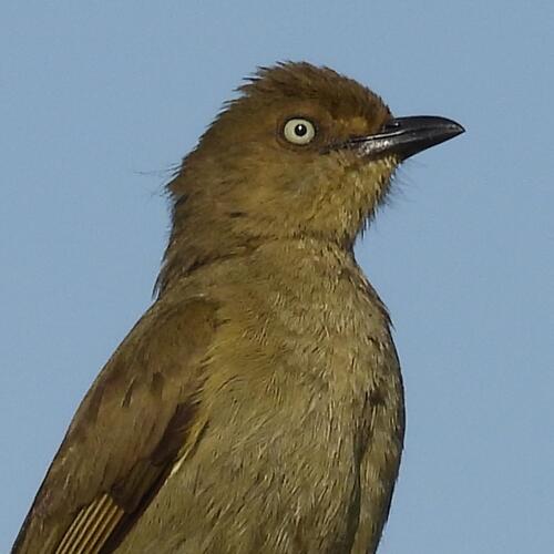 iNaturalist image