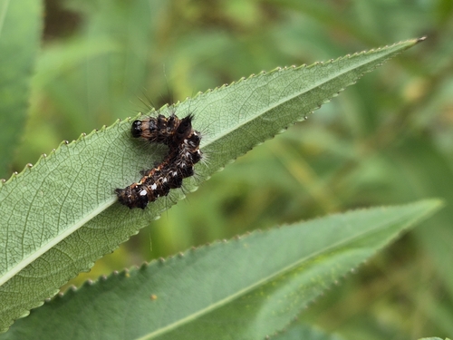 Knot Grass Moth