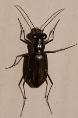 Eunota severa