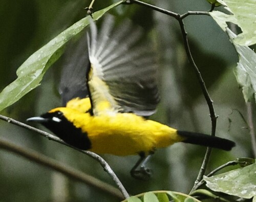 Carterornis chrysomela observed 2026-09-24