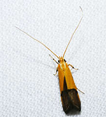 Crocanthes micradelpha