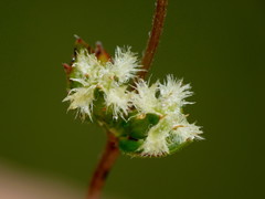 Gonocarpus aggregatus