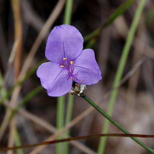Spider wort (Abolboda poarchon)