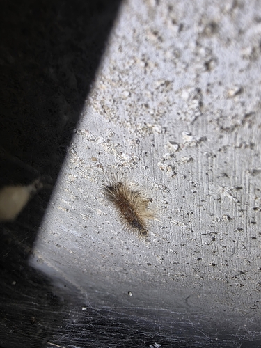 Spongy Moth