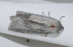 Chlenias stenosticha