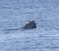 Eubalaena glacialis