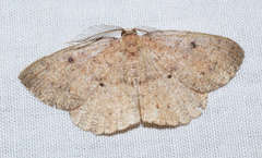 Casbia melanops