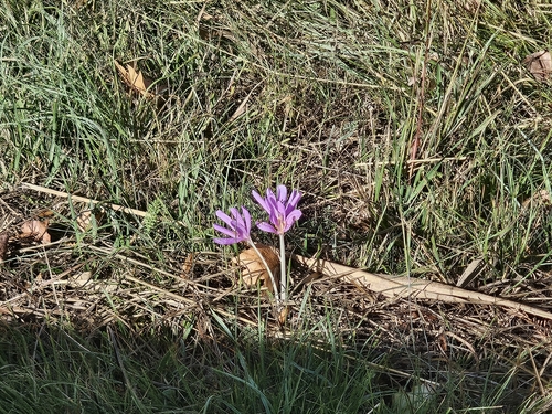 Autumn Crocus