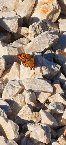 Wall Brown