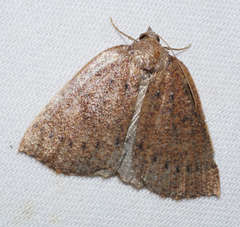 Authaemon stenonipha