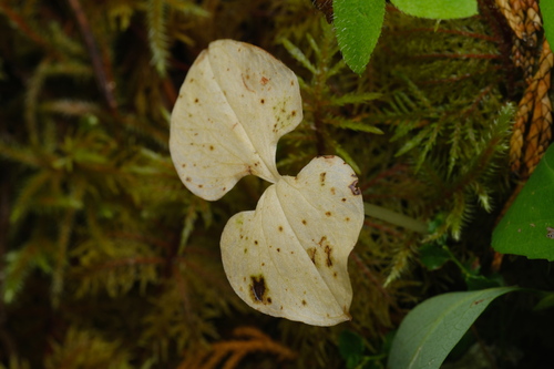 Neottia cordata observed 2026-09-24